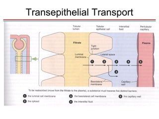 Transepithelial Transport
 