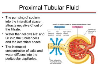 Proximal Tubular Fluid
• The pumping of sodium
  into the interstitial space
  attracts negative Cl− out of
  the filtrate.
• Water then follows Na+ and
  Cl− into the tubular cells
  and the interstitial space.
• The increased
  concentration of salts and
  water diffuses into the
  peritubular capillaries.
 