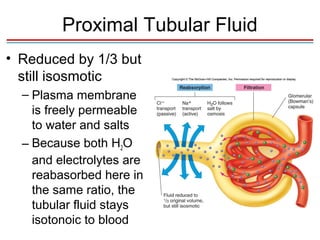 Proximal Tubular Fluid
• Reduced by 1/3 but
  still isosmotic
  – Plasma membrane
    is freely permeable
    to water and salts
  – Because both H2O
    and electrolytes are
    reabasorbed here in
    the same ratio, the
    tubular fluid stays
    isotonoic to blood
 
