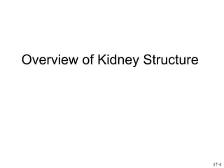 Overview of Kidney Structure




                               17-4
 