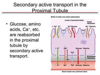 Secondary active transport in the
          Proximal Tubule

• Glucose, amino
  acids, Ca++, etc.
  are reabsorbed
  in the proximal
  tubule by
  secondary active
  transport.
 