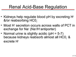 Renal Acid-Base Regulation
• Kidneys help regulate blood pH by excreting H +
  &/or reabsorbing HC03-
• Most H+ secretion occurs across walls of PCT in
  exchange for Na+ (Na+/H+ antiporter)
• Normal urine is slightly acidic (pH = 5-7)
  because kidneys reabsorb almost all HC0 3- &
  excrete H+



                                               17-73
 