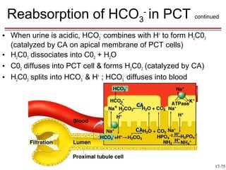 Reabsorption of HCO3- in PCT continued
• When urine is acidic, HCO3- combines with H+ to form H2C03
  (catalyzed by CA on apical membrane of PCT cells)
• H2C03 dissociates into C02 + H2O
• C02 diffuses into PCT cell & forms H2C03 (catalyzed by CA)
• H2C03 splits into HCO3- & H+ ; HCO3- diffuses into blood




                                                               17-75
 