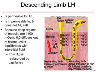 Descending Limb LH
• Is permeable to H20
• Is impermeable to, &
  does not AT, salt
• Because deep regions
  of medulla are 1400
  mOsm, H20 diffuses out
  of filtrate until it
  equilibrates with
  interstitial fluid
   – This H20 is
      reabsorbed by
      capillaries

                                  17-37
 