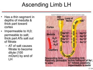 Ascending Limb LH
• Has a thin segment in
  depths of medulla &
  thick part toward
  cortex
• Impermeable to H20;
  permeable to salt;
  thick part ATs salt out
  of filtrate
   – AT of salt causes
      filtrate to become
      dilute (100
      mOsm) by end of
      LH

                                   17-38
 