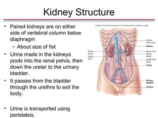 Kidney Structure
• Paired kidneys are on either
  side of vertebral column below
  diaphragm
   – About size of fist
• Urine made in the kidneys
  pools into the renal pelvis, then
  down the ureter to the urinary
  bladder.
• It passes from the bladder
  through the urethra to exit the
  body.

• Urine is transported using
  peristalsis.
 