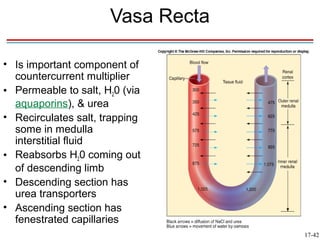 Vasa Recta

• Is important component of
  countercurrent multiplier
• Permeable to salt, H20 (via
  aquaporins), & urea
• Recirculates salt, trapping
  some in medulla
  interstitial fluid
• Reabsorbs H20 coming out
  of descending limb
• Descending section has
  urea transporters
• Ascending section has
  fenestrated capillaries
                                   17-42
 