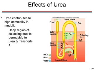 Effects of Urea

• Urea contributes to
  high osmolality in
  medulla
   – Deep region of
     collecting duct is
     permeable to
     urea & transports
     it




                                     17-43
 