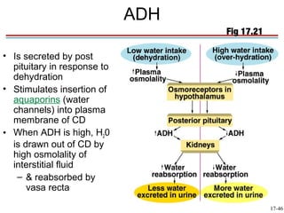 ADH
                                   Fig 17.21

• Is secreted by post
  pituitary in response to
  dehydration
• Stimulates insertion of
  aquaporins (water
  channels) into plasma
  membrane of CD
• When ADH is high, H20
  is drawn out of CD by
  high osmolality of
  interstitial fluid
   – & reabsorbed by
      vasa recta

                                               17-46
 