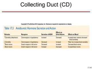 Collecting Duct (CD)




                       17-45
 