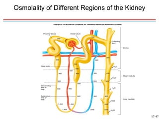 Osmolality of Different Regions of the Kidney




                                                17-47
 