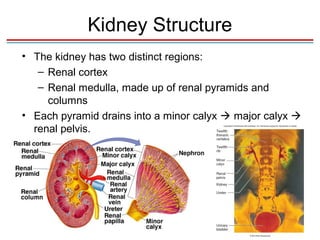 Kidney Structure
• The kidney has two distinct regions:
   – Renal cortex
   – Renal medulla, made up of renal pyramids and
     columns
• Each pyramid drains into a minor calyx  major calyx 
  renal pelvis.
 
