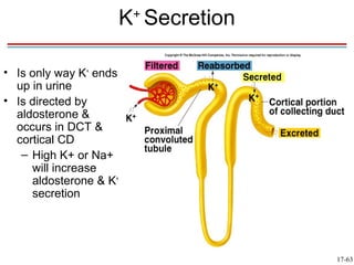 K+ Secretion

• Is only way K+ ends
  up in urine
• Is directed by
  aldosterone &
  occurs in DCT &
  cortical CD
   – High K+ or Na+
     will increase
     aldosterone & K+
     secretion




                                       17-63
 