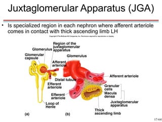 Juxtaglomerular Apparatus (JGA)
• Is specialized region in each nephron where afferent arteriole
  comes in contact with thick ascending limb LH




                                                                   17-64
 