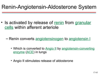 Renin-Angiotensin-Aldosterone System

• Is activated by release of renin from granular
  cells within afferent arteriole

  – Renin converts angiotensinogen to angiotensin I

     • Which is converted to Angio II by angiotensin-converting
       enzyme (ACE) in lungs

     • Angio II stimulates release of aldosterone


                                                              17-65
 