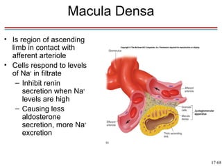 Macula Densa
• Is region of ascending
  limb in contact with
  afferent arteriole
• Cells respond to levels
  of Na+ in filtrate
    – Inhibit renin
      secretion when Na+
      levels are high
    – Causing less
      aldosterone
      secretion, more Na+
      excretion


                                  17-68
 