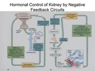 Hormonal Control of Kidney by Negative
         Feedback Circuits
 