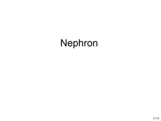Nephron




          17-9
 