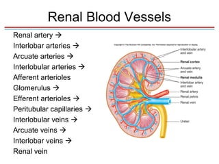 Renal Blood Vessels
Renal artery 
Interlobar arteries 
Arcuate arteries 
Interlobular arteries 
Afferent arterioles
Glomerulus 
Efferent arterioles 
Peritubular capillaries 
Interlobular veins 
Arcuate veins 
Interlobar veins 
Renal vein
 