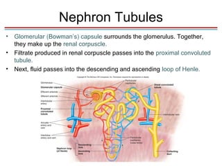 Nephron Tubules
•   Glomerular (Bowman’s) capsule surrounds the glomerulus. Together,
    they make up the renal corpuscle.
•   Filtrate produced in renal corpuscle passes into the proximal convoluted
    tubule.
•   Next, fluid passes into the descending and ascending loop of Henle.
 