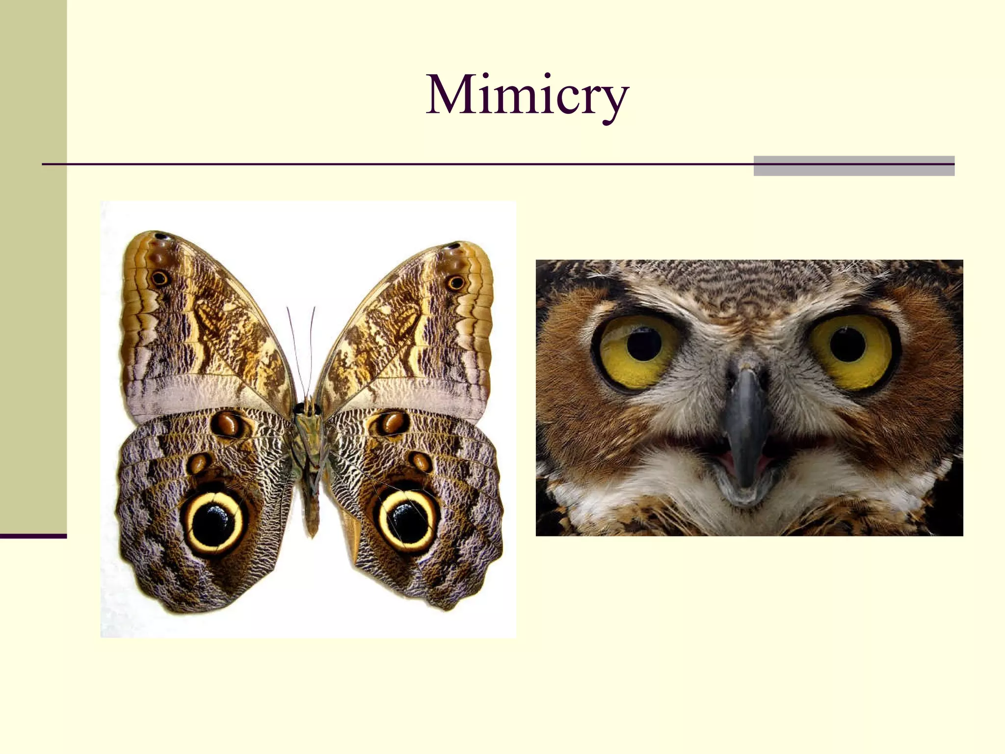 Mimicry 