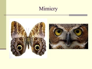Mimicry 