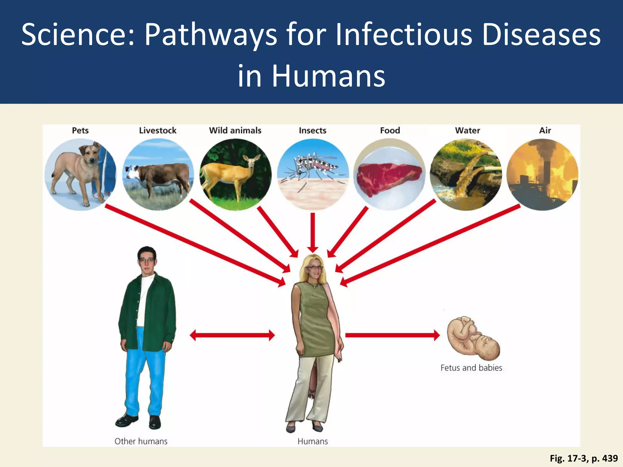 Science: Pathways for Infectious Diseases
              in Humans




                                     Fig. 17-3, p. 439
 
