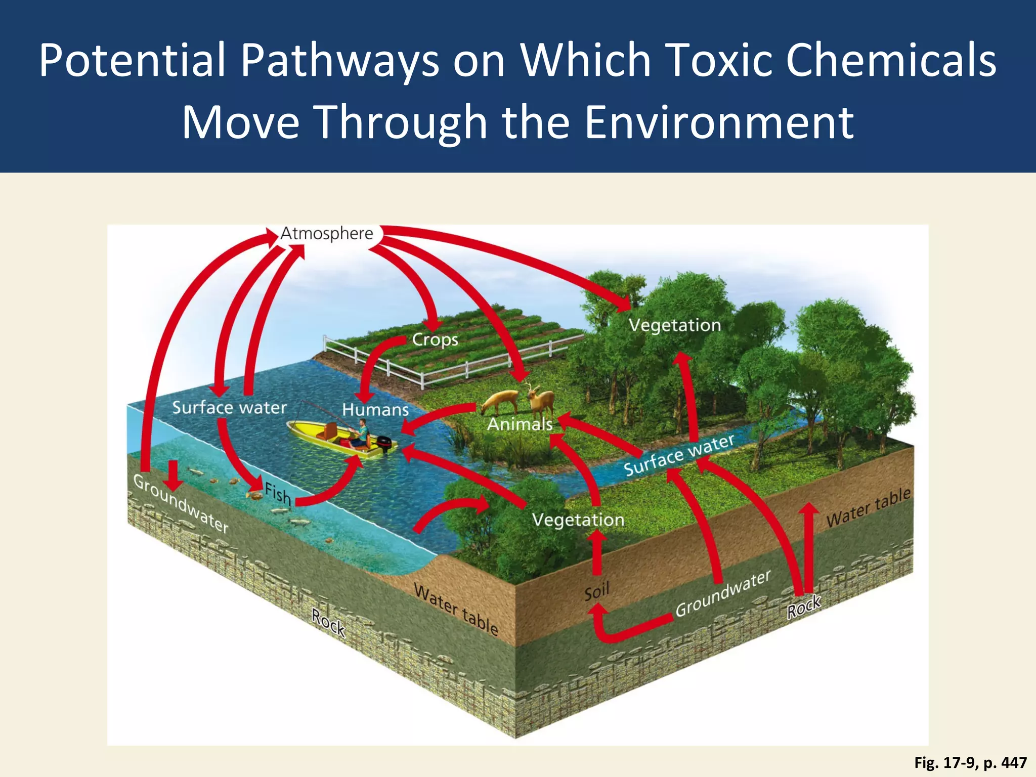 Potential Pathways on Which Toxic Chemicals
      Move Through the Environment




                                       Fig. 17-9, p. 447
 