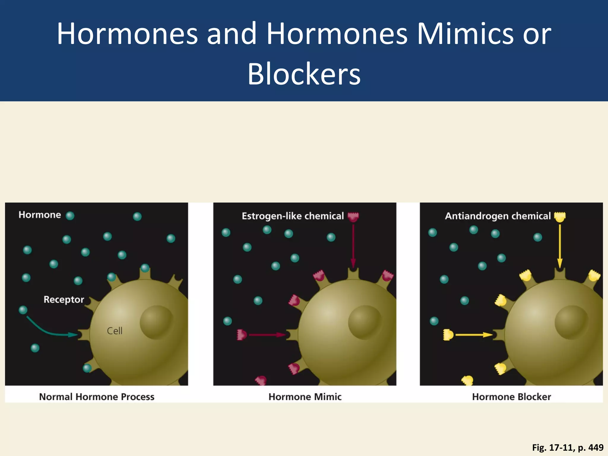 Hormones and Hormones Mimics or
           Blockers




                             Fig. 17-11, p. 449
 