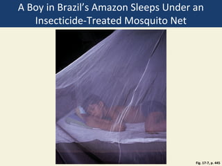 A Boy in Brazil’s Amazon Sleeps Under an
   Insecticide-Treated Mosquito Net




                                      Fig. 17-7, p. 445
 