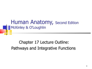 Human Anatomy,  Second Edition McKinley & O'Loughlin Chapter 17 Lecture Outline: Pathways and Integrative Functions   
