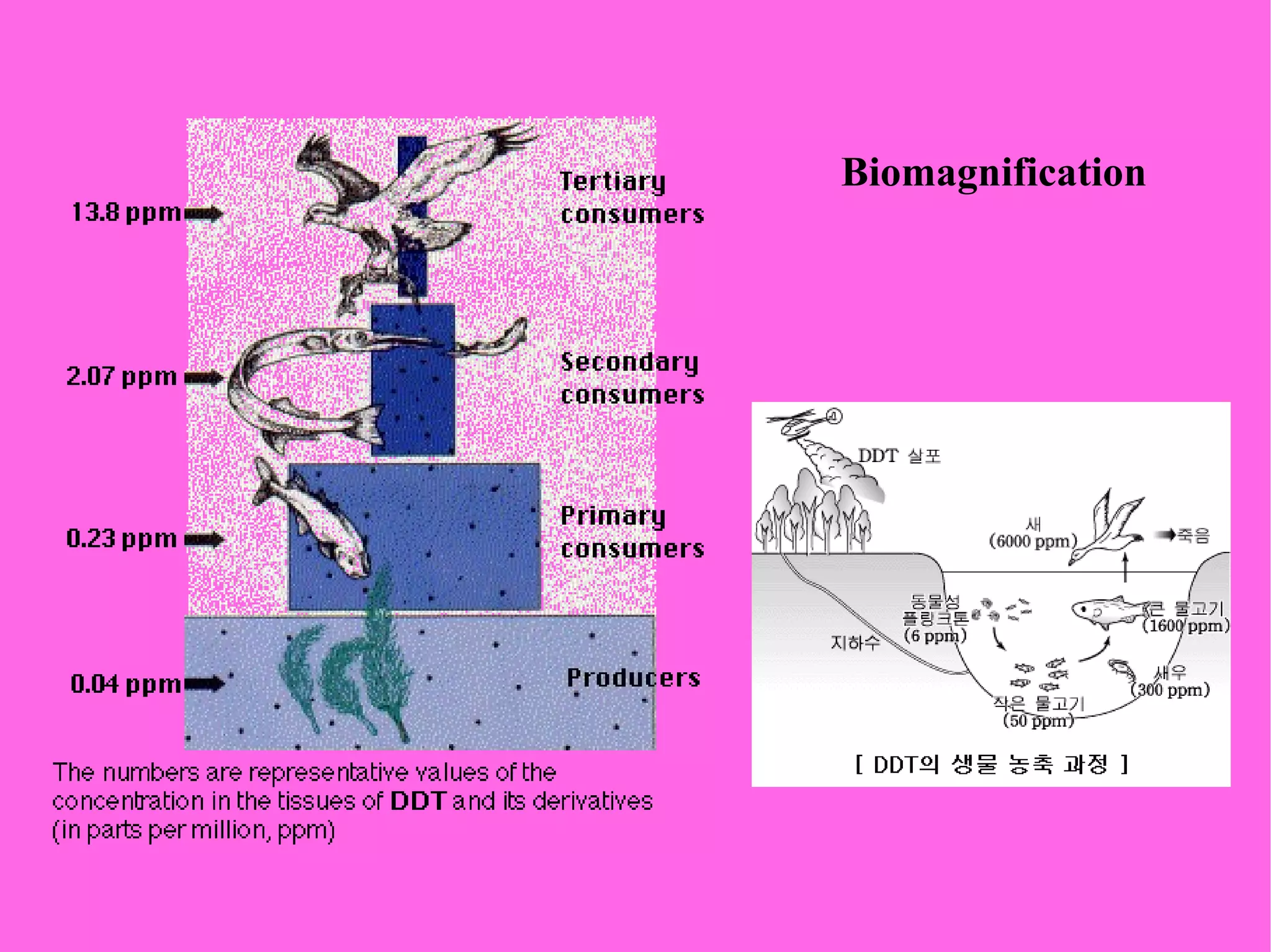 Biomagnification 