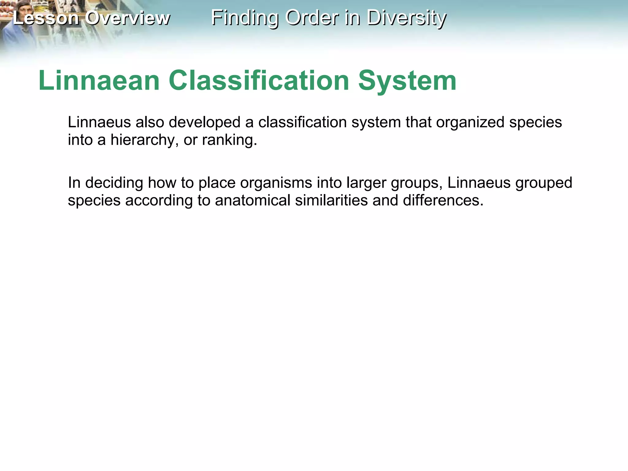 Linnaean Classification System Linnaeus also developed a classification system that organized species into a hierarchy, or ranking.  In deciding how to place organisms into larger groups, Linnaeus grouped species according to anatomical similarities and differences. 
