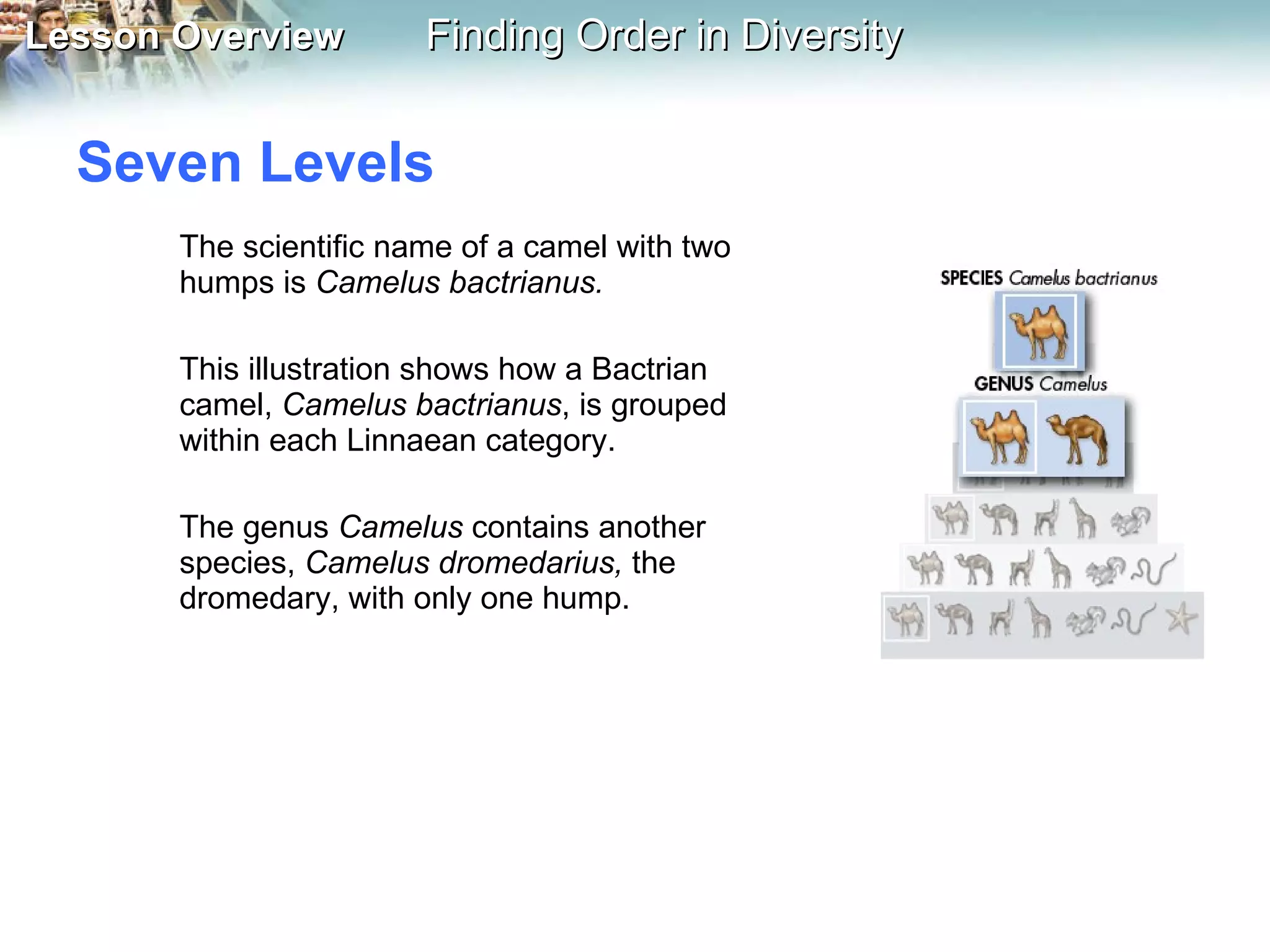 Seven Levels  The scientific name of a camel with two humps is  Camelus bactrianus.  This illustration shows how a Bactrian camel,  Camelus bactrianus , is grouped within each Linnaean category. The genus  Camelus  contains another species,  Camelus dromedarius,  the dromedary, with only one hump. 