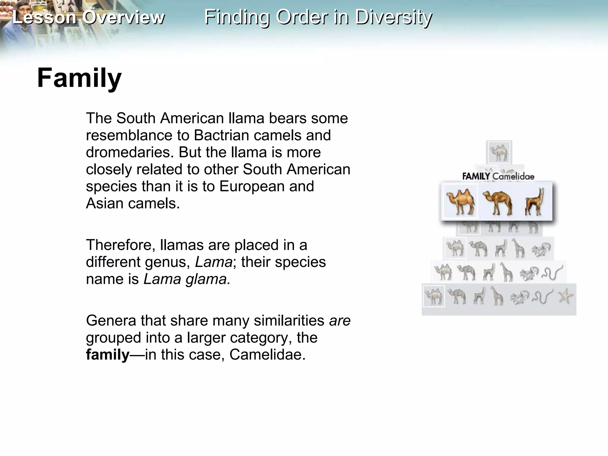 Family  The South American llama bears some resemblance to Bactrian camels and dromedaries. But the llama is more closely related to other South American species than it is to European and Asian camels.  Therefore, llamas are placed in a different genus,  Lama ; their species name is  Lama glama.  Genera that share many similarities  are  grouped into a larger category, the  family —in this case, Camelidae. 