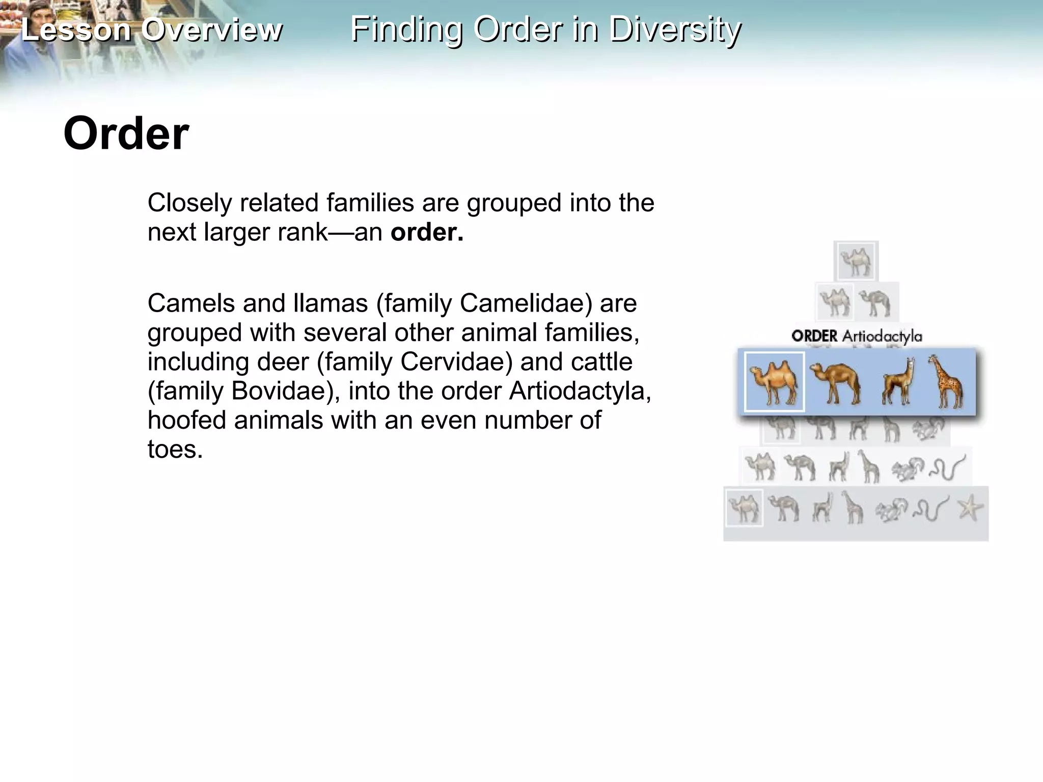 Order  Closely related families are grouped into the next larger rank—an  order.  Camels and llamas (family Camelidae) are grouped with several other animal families, including deer (family Cervidae) and cattle (family Bovidae), into the order Artiodactyla, hoofed animals with an even number of toes. 
