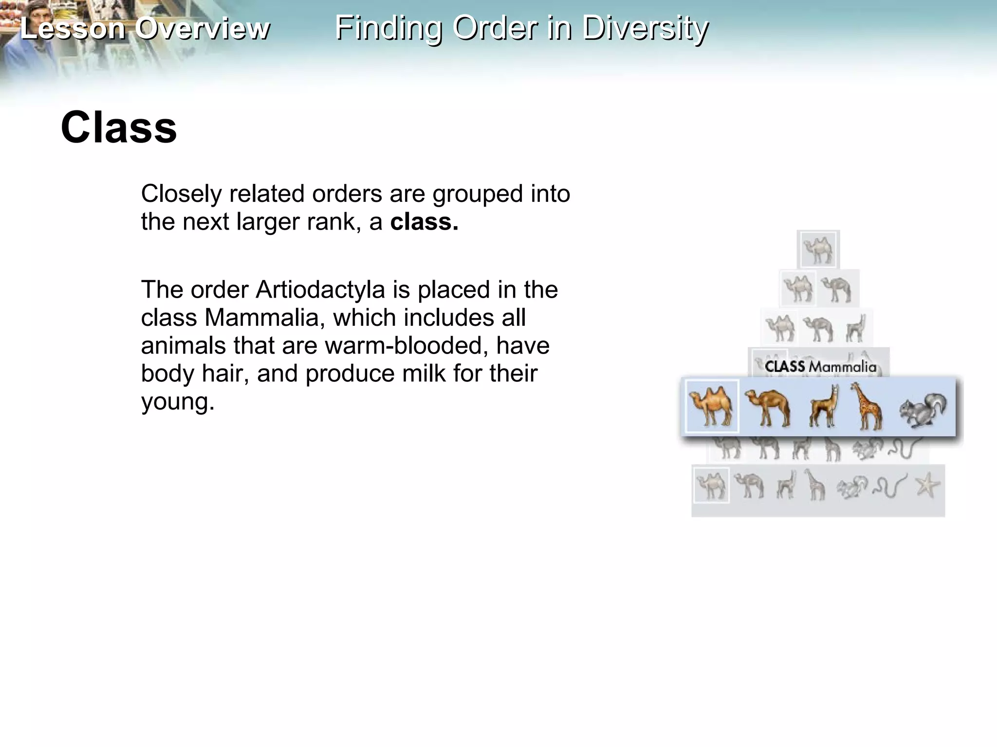 Class  Closely related orders are grouped into the next larger rank, a  class.  The order Artiodactyla is placed in the class Mammalia, which includes all animals that are warm-blooded, have body hair, and produce milk for their young. 