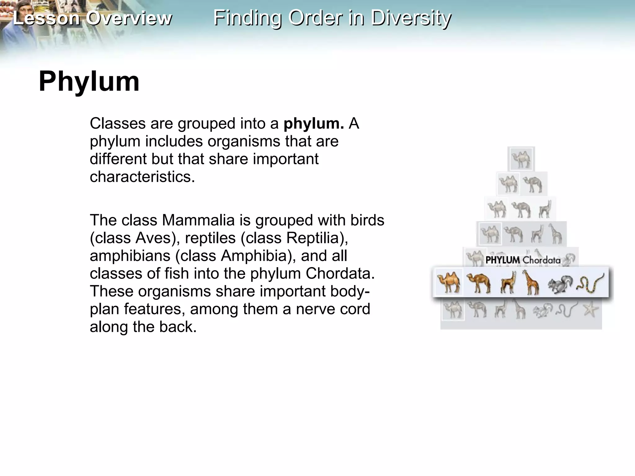 Phylum  Classes are grouped into a  phylum.  A phylum includes organisms that are different but that share important characteristics.  The class Mammalia is grouped with birds (class Aves), reptiles (class Reptilia), amphibians (class Amphibia), and all classes of fish into the phylum Chordata. These organisms share important body-plan features, among them a nerve cord along the back. 
