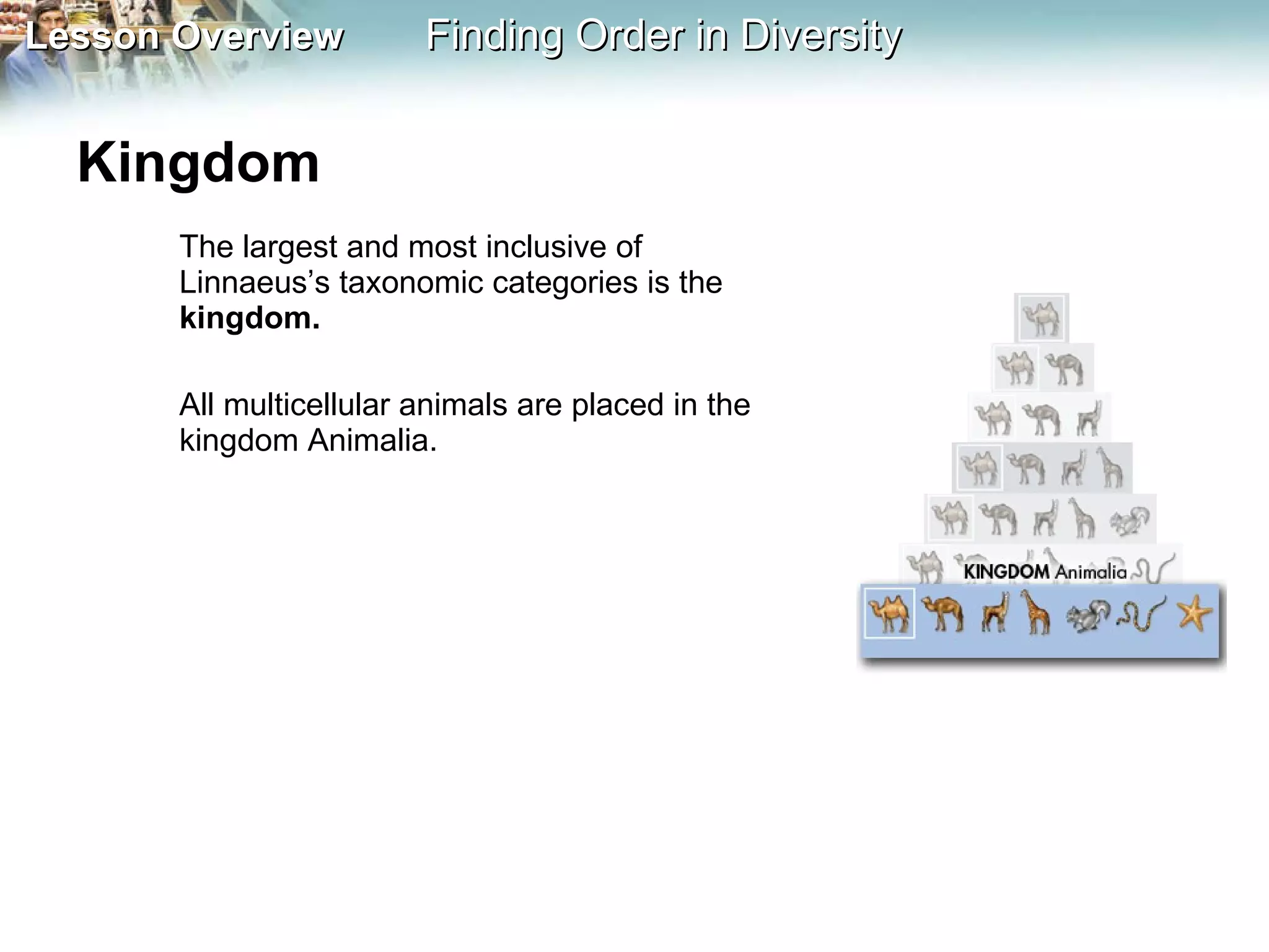 Kingdom  The largest and most inclusive of Linnaeus’s taxonomic categories is the  kingdom.  All multicellular animals are placed in the kingdom Animalia. 