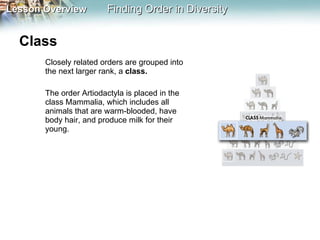 Class  Closely related orders are grouped into the next larger rank, a  class.  The order Artiodactyla is placed in the class Mammalia, which includes all animals that are warm-blooded, have body hair, and produce milk for their young. 