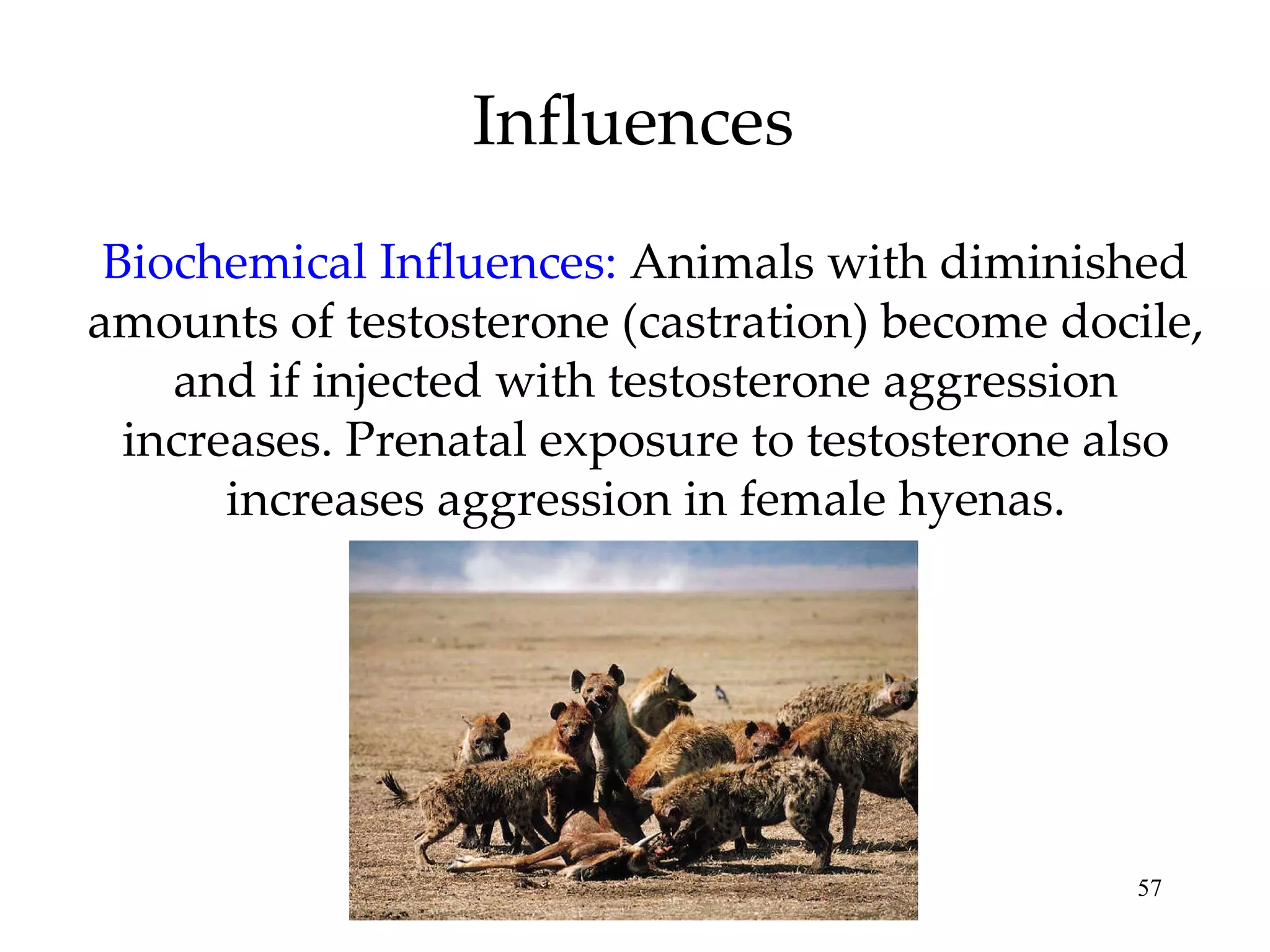 Influences Biochemical Influences:   Animals with diminished amounts of testosterone (castration) become docile, and if injected with testosterone aggression increases. Prenatal exposure to testosterone also increases aggression in female hyenas. 