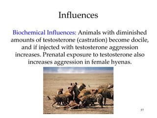 Influences Biochemical Influences:   Animals with diminished amounts of testosterone (castration) become docile, and if injected with testosterone aggression increases. Prenatal exposure to testosterone also increases aggression in female hyenas. 
