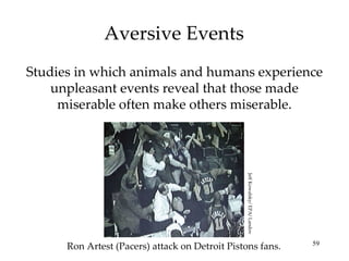 Aversive Events Studies in which animals and humans experience unpleasant events reveal that those made miserable often make others miserable. Ron Artest (Pacers) attack on Detroit Pistons fans. Jeff Kowalsky/ EPA/ Landov 