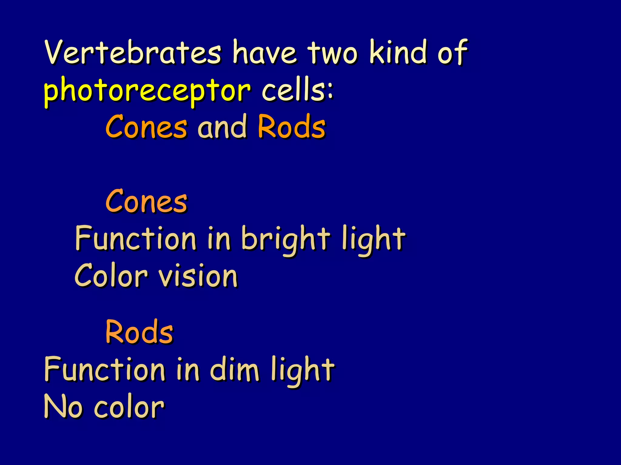 Vertebrates have two kind ofVertebrates have two kind of
photoreceptorphotoreceptor cells:cells:
ConesCones andand RodsRods
ConesCones
Function in bright lightFunction in bright light
Color visionColor vision
RodsRods
Function in dim lightFunction in dim light
No colorNo color
 