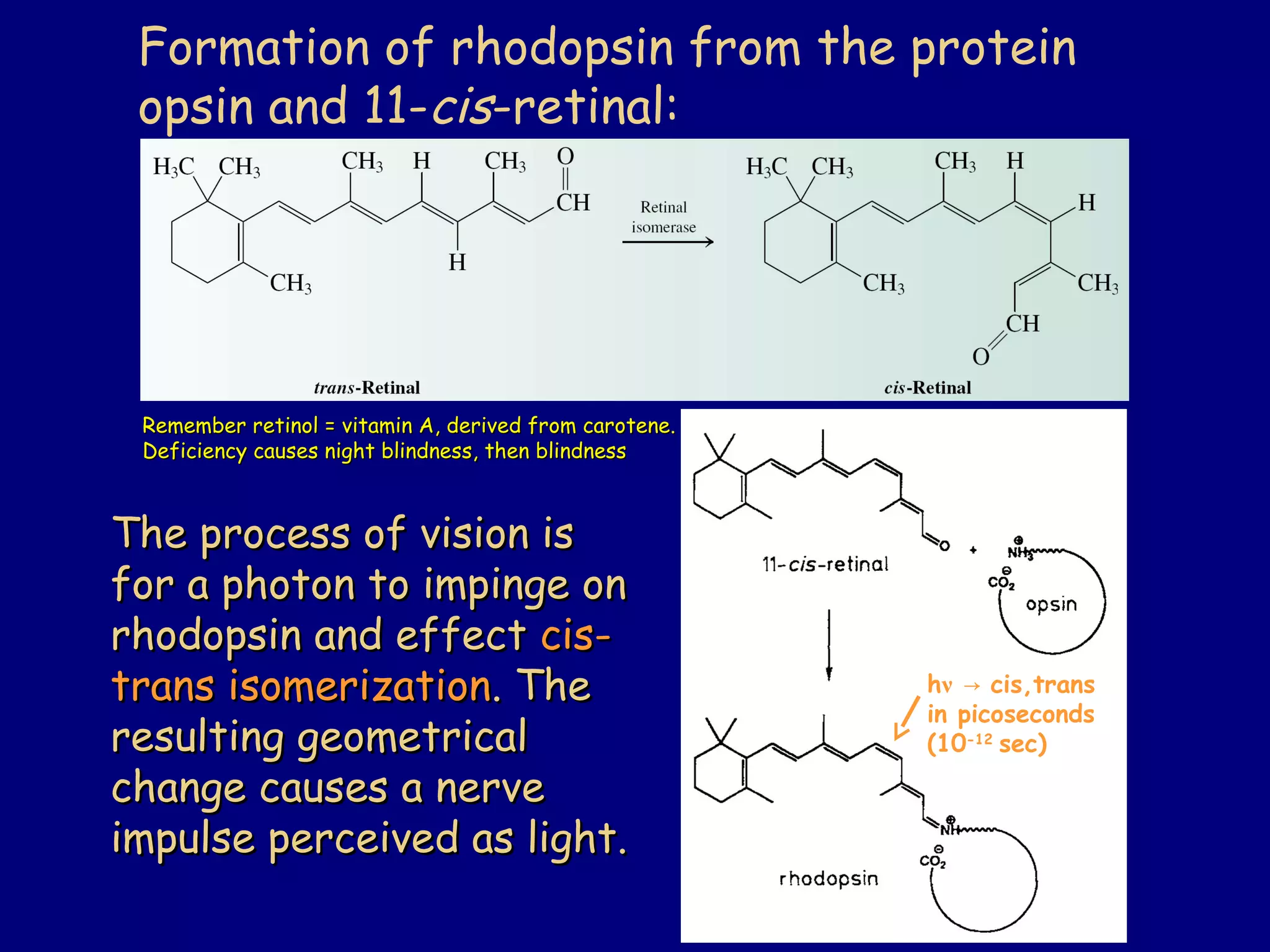 Formation of rhodopsin from the protein
opsin and 11-cis-retinal:
The process of vision isThe process of vision is
for a photon to impinge onfor a photon to impinge on
rhodopsin and effectrhodopsin and effect cis-cis-
trans isomerizationtrans isomerization. The. The
resulting geometricalresulting geometrical
change causes a nervechange causes a nerve
impulse perceived as light.impulse perceived as light.
Remember retinol = vitamin A, derived from carotene.Remember retinol = vitamin A, derived from carotene.
Deficiency causes night blindness, then blindnessDeficiency causes night blindness, then blindness
hν → cis,trans
in picoseconds
(10-12
sec)
 