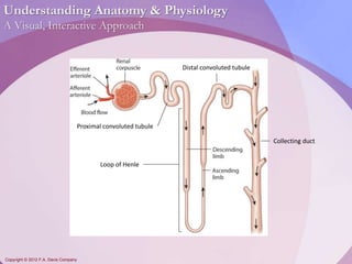Understanding Anatomy & Physiology 
A Visual, Interactive Approach 
Copyright © 2012 F.A. Davis Company 
Proximal convoluted tubule 
Loop of Henle 
Distal convoluted tubule 
Collecting duct 
 