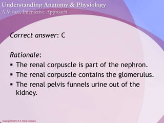 Understanding Anatomy & Physiology 
A Visual, Interactive Approach 
Correct answer: C 
Rationale: 
 The renal corpuscle is part of the nephron. 
 The renal corpuscle contains the glomerulus. 
 The renal pelvis funnels urine out of the 
kidney. 
Copyright © 2012 F.A. Davis Company 
 