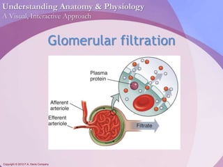 Understanding Anatomy & Physiology 
A Visual, Interactive Approach 
Glomerular filtration 
Copyright © 2012 F.A. Davis Company 
 