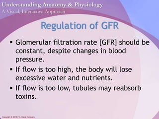 Understanding Anatomy & Physiology 
A Visual, Interactive Approach 
Copyright © 2012 F.A. Davis Company 
Regulation of GFR 
 Glomerular filtration rate [GFR] should be 
constant, despite changes in blood 
pressure. 
 If flow is too high, the body will lose 
excessive water and nutrients. 
 If flow is too low, tubules may reabsorb 
toxins. 
 