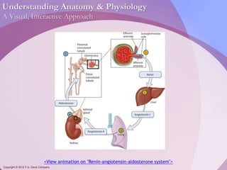 Understanding Anatomy & Physiology 
A Visual, Interactive Approach 
<View animation on "Renin-angiotensin-aldosterone system"> 
Copyright © 2012 F.A. Davis Company 
 